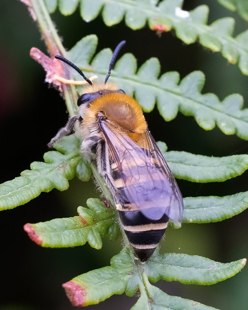 Ivy bee